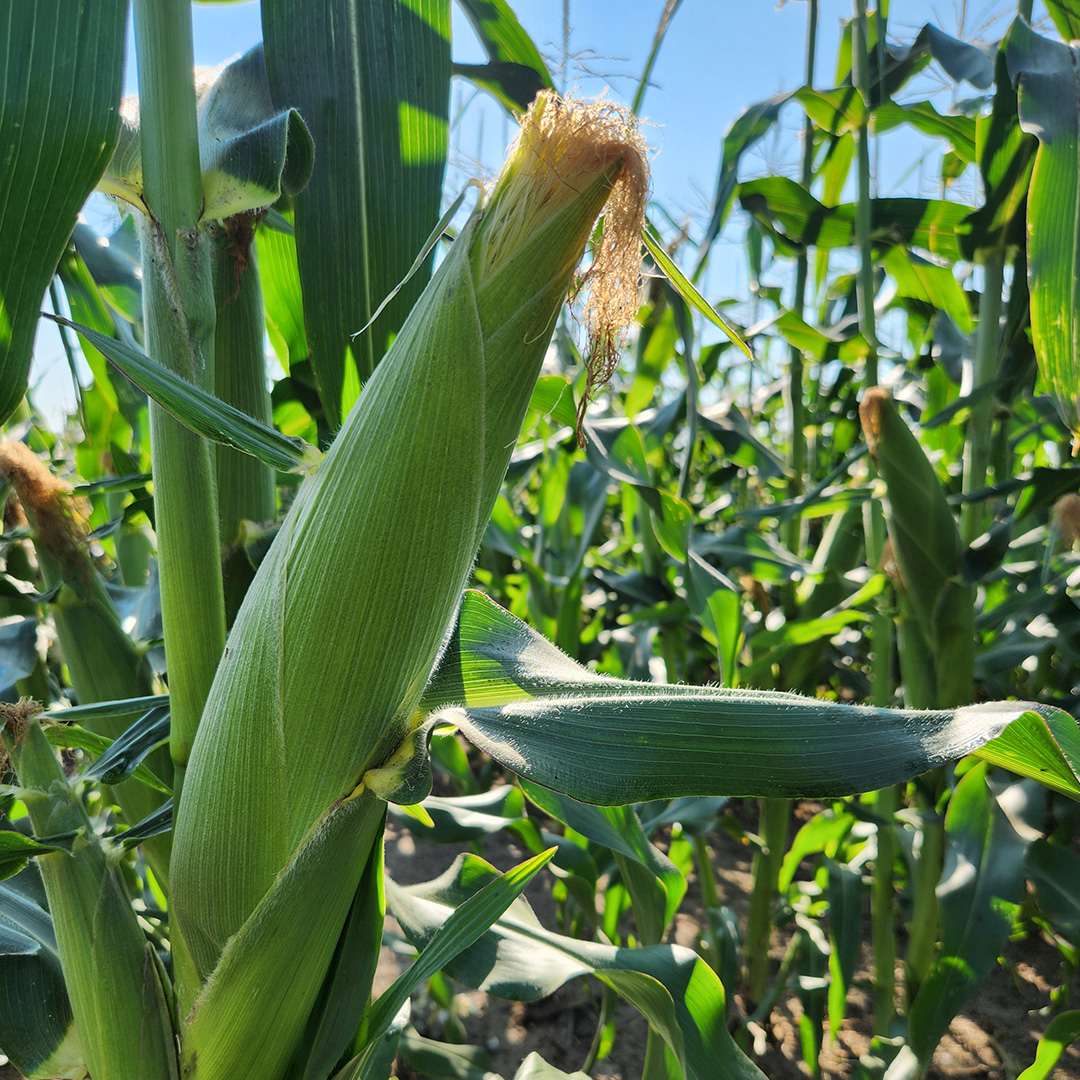 SUSTAINABILITY IS  CENTRAL TO OUR STORY